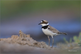 <p>KULÍK ŘÍČNÍ (Charadrius dubius) jižní Morava ---- /Little ringed plover - Flussregenpfeifer/</p>